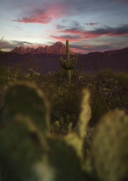 Selective Focus Desert Cactus Field Sunset — Stock Photo, Image