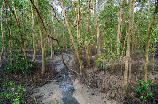 Uma Linha Fina Água Corrente Uma Floresta Manguezais Com Árvores — Fotografia de Stock