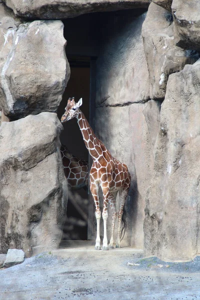 Plan Vertical Une Girafe Debout Entre Énormes Rochers Dans Zoo — Photo