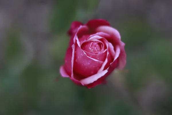배경에 장미의 아름다운 — 스톡 사진