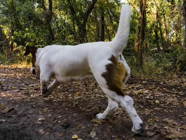 이탈리아 투스카니의 실리아 숲에서 게임이나 활동중에 귀엽게 강아지 — 스톡 사진