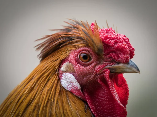 Porträt Eines Roten Hahns Auf Verschwommenem Hintergrund — Stockfoto