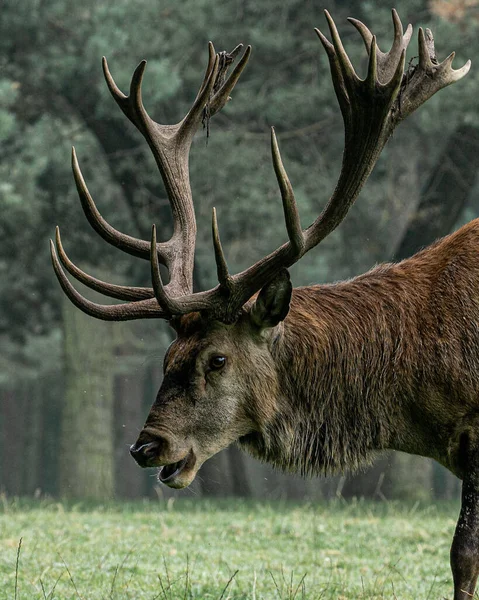 Primo Piano Verticale Del Cervo Maschio — Foto Stock