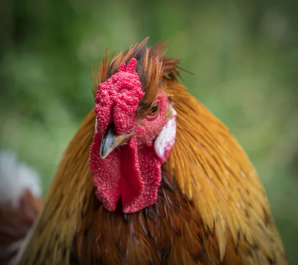 Retrato Gallo Rojo Sobre Fondo Borroso — Foto de Stock