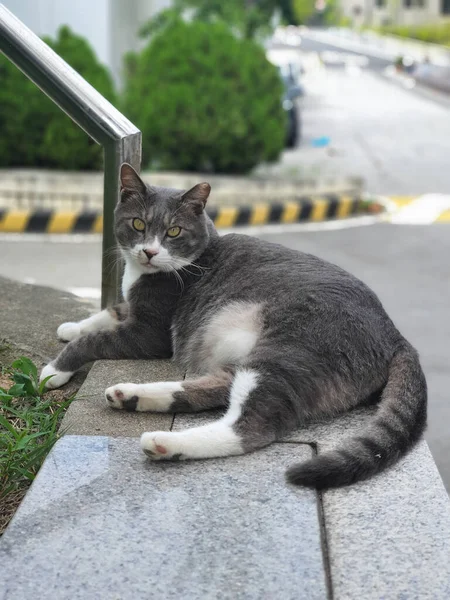 Seletivo Gato Preguiçoso Borda Uma Parede — Fotografia de Stock