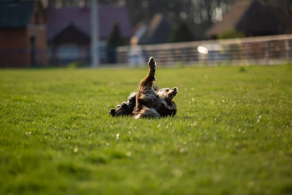 Chien Roulant Sur Herbe Verte Coucher Soleil — Photo