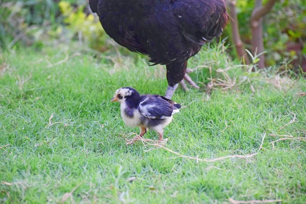 Ein Malerischer Blick Auf Ein Kleines Huhn Auf Dem Bauernhof — Stockfoto