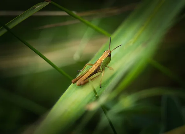 Closeup Grasshopper Plant — Stock Photo, Image