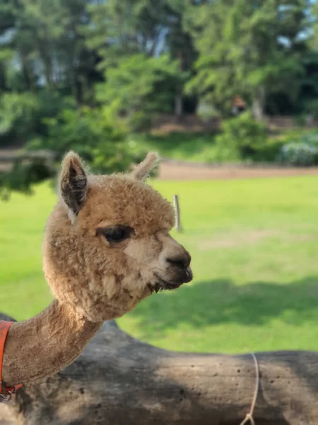 Selective Funny Brown Lama Pasture — Stock Photo, Image