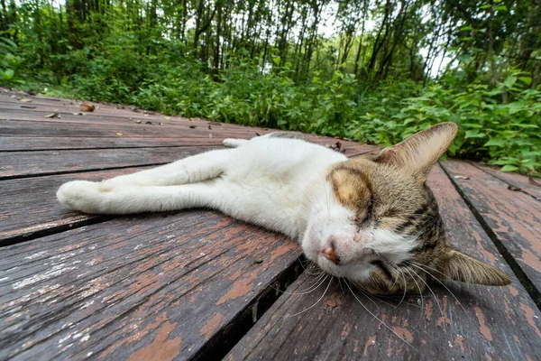 Close Gato Dormindo Chão Madeira Livre — Fotografia de Stock