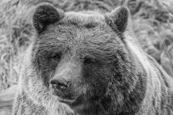 Uma Escala Cinza Perto Tiro Urso — Fotografia de Stock