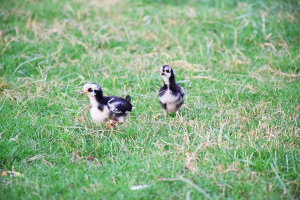 农场上小鸡群的风景 — 图库照片