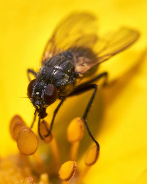 Eine Vertikale Makroaufnahme Einer Fliege Auf Gelbem Hintergrund — Stockfoto