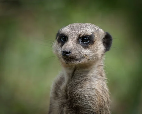 Retrato Una Suricata Sobre Fondo Verde — Foto de Stock