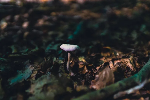 Tiro Close Bela Planta Cogumelos Crescendo Jardim Com Fundo Embaçado — Fotografia de Stock