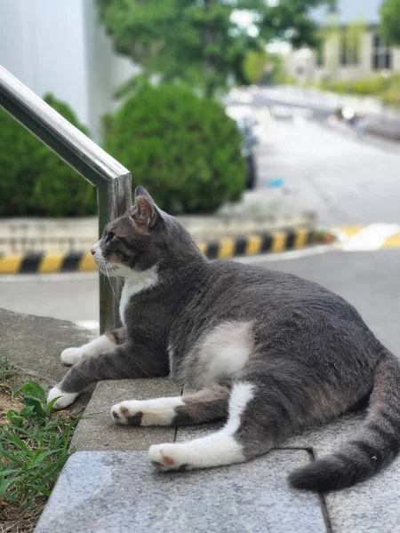 Seletivo Gato Preguiçoso Borda Uma Parede — Fotografia de Stock