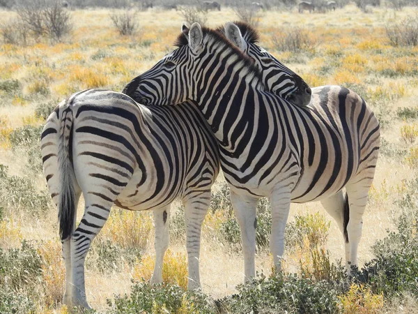 Primo Piano Zebre Che Abbracciano Sul Campo Una Giornata Calda — Foto Stock