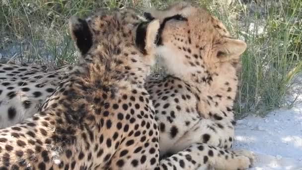 Gepard Der Savanne Afrikas — Stockvideo