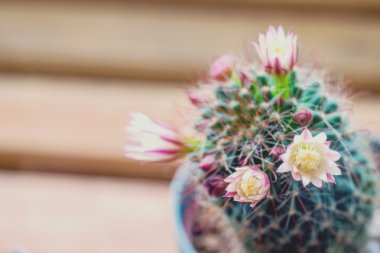 Mammillaria capensis kaktüs çiçek