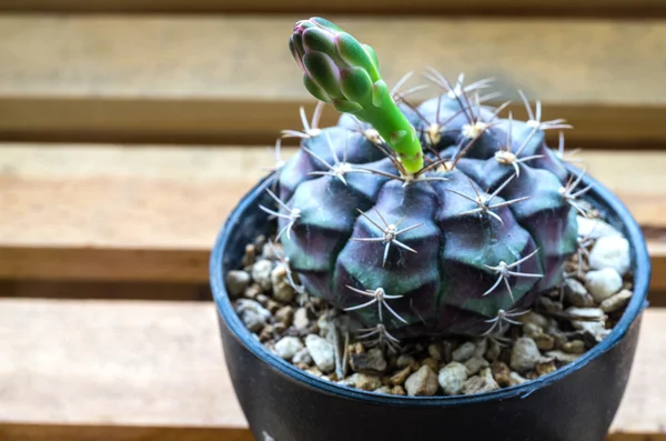 Gymnocalycium mihanovichii cacto Imagem De Stock