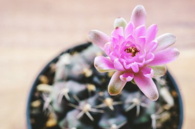 gymnocalycium mihanovichii kaktüs