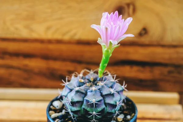 Różowy kwiat kaktusa Gymnocalycim Zdjęcia Stockowe bez tantiem