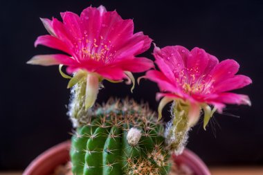 Pembe Lobivia çiçek çiçeklenme 