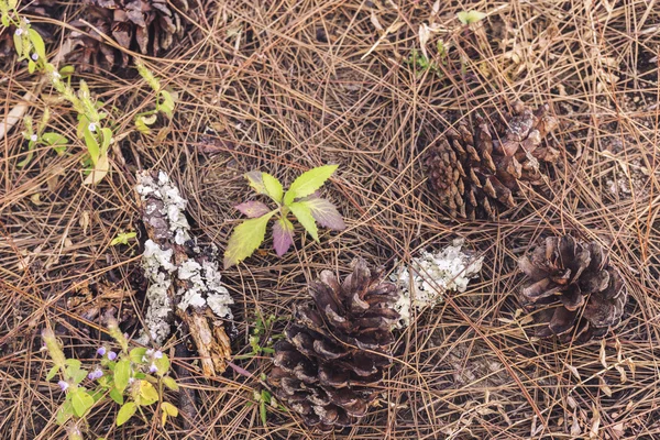 Pine Cones — Stock Photo, Image