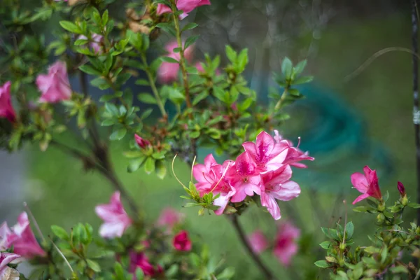 Rhododendron — Stock Photo, Image