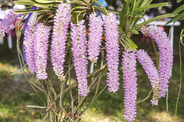 Rhynchostylis gigantea orquídea Fotografias De Stock Royalty-Free