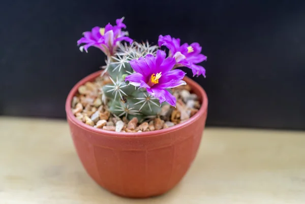 Mammillaria schumannii-Kaktus Stockfoto