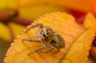 yaprak üzerinde Spider