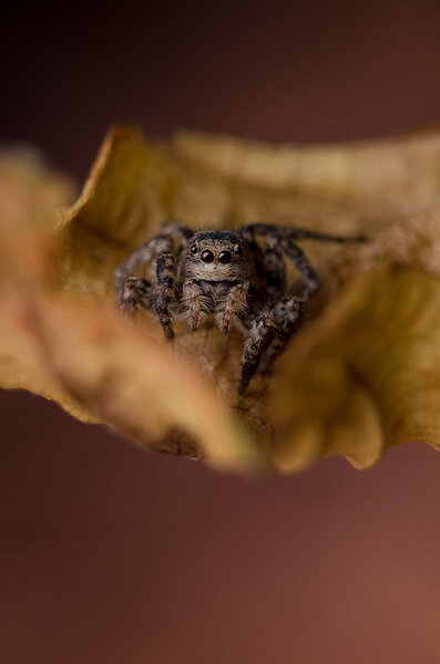Spider on leaf — Stock Photo, Image