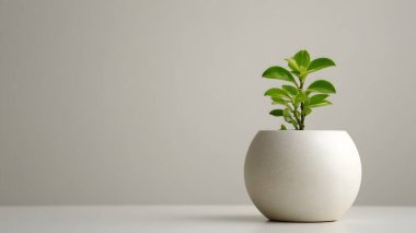 Taze yeşil bir bitki yuvarlak beyaz seramik bir tencerede gelişerek sakin ve estetik bir oda dekorasyonu unsuru yaratır..