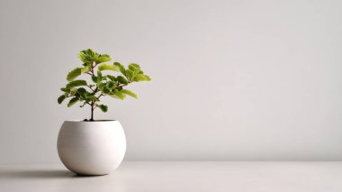 Taze yeşil bir bitki yuvarlak beyaz seramik bir tencerede gelişerek sakin ve estetik bir oda dekorasyonu unsuru yaratır..