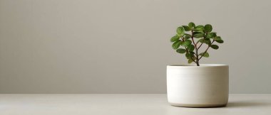 Taze yeşil bir bitki yuvarlak beyaz seramik bir tencerede gelişerek sakin ve estetik bir oda dekorasyonu unsuru yaratır..