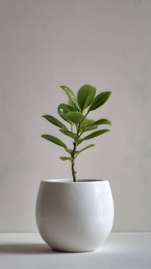Taze yeşil bir bitki yuvarlak beyaz seramik bir tencerede gelişerek sakin ve estetik bir oda dekorasyonu unsuru yaratır..