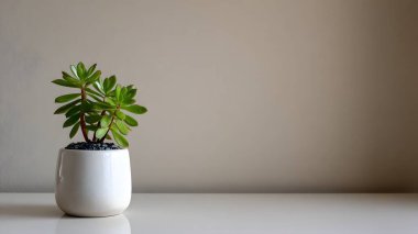 Taze yeşil bir bitki yuvarlak beyaz seramik bir tencerede gelişerek sakin ve estetik bir oda dekorasyonu unsuru yaratır..