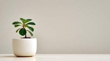 Taze yeşil bir bitki yuvarlak beyaz seramik bir tencerede gelişerek sakin ve estetik bir oda dekorasyonu unsuru yaratır..