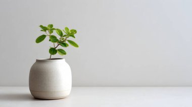 Taze yeşil bir bitki yuvarlak beyaz seramik bir tencerede gelişerek sakin ve estetik bir oda dekorasyonu unsuru yaratır..