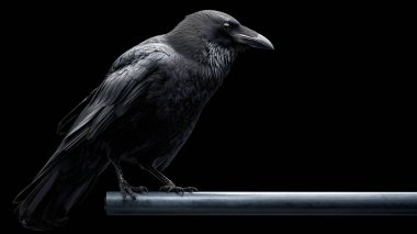 Pürüzsüz, siyah bir kuzgun yatay bir telin üzerinde duruyor. Tüyleri koyu, zifiri karanlık bir arka plana vurgulanıyor..