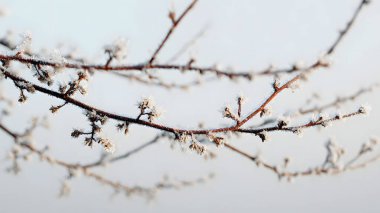 Narin ağaç dalları, yumuşak ve bulanık bir zemin üzerinde kalın beyaz buzla kaplıdır ve kışın özünü yakalar..