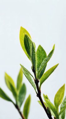 Yeni yeşil yapraklar narin bir daldan beyaz bir arka plana doğru filizlenir. Bu da büyümeyi ve yeni bir başlangıcı simgeler..