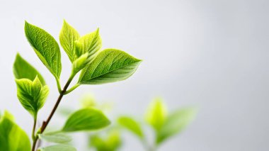 Yeni yeşil yapraklar narin bir daldan beyaz bir arka plana doğru filizlenir. Bu da büyümeyi ve yeni bir başlangıcı simgeler..