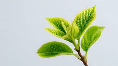 Yeni yeşil yapraklar narin bir daldan beyaz bir arka plana doğru filizlenir. Bu da büyümeyi ve yeni bir başlangıcı simgeler..