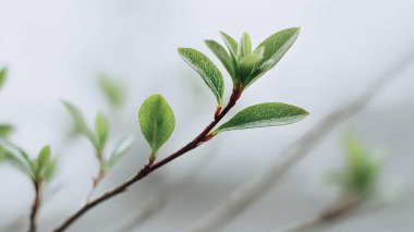 Yeni yeşil yapraklar narin bir daldan beyaz bir arka plana doğru filizlenir. Bu da büyümeyi ve yeni bir başlangıcı simgeler..