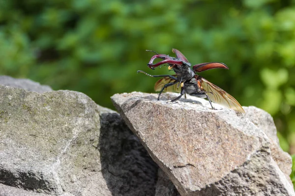 Biggest beetle specie living in Europe - Stag beetle (Lucanus cervus). Insect with big mandibles standing on stone prepared for taking off. Animals in wild nature.