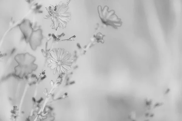 Yabani hindiba çiçekleri. Seçici odak, yakın plan, kızılötesi filtre.