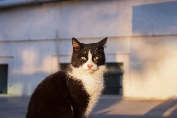 Söt Och Söt Svart Katt Gatan — Stockfoto