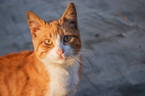 Söt Och Söt Gul Katt Gatan — Stockfoto